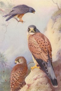 Halcón de patas rojas, cernícalo vulgar (macho y hembra) (litografía en color) de Archibald Thorburn