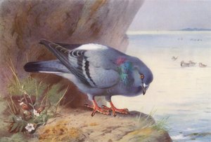 Rock-Dove (litografía en color)