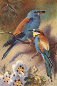 Rodillo, Bee-Eater (litografía en color) de Archibald Thorburn