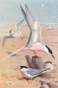 Charrán rosado (adulto y joven), Charrancito común (adulto y joven) (litografía en color) de Archibald Thorburn