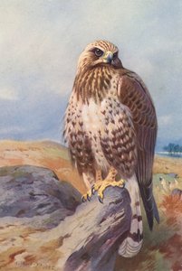 Ratonero común (litografía en color) de Archibald Thorburn