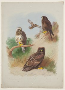 Busardo rudo, águila moteada y busardo común, c.1915 (acuarela y gouache con goma arábiga sobre lápiz en cartón) de Archibald Thorburn