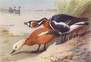 Ruddy Sheld-Duck, Red-Breasted Goose (litografía en color) de Archibald Thorburn