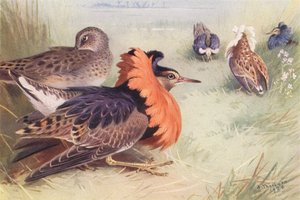 Ruff (cuatro tipos de macho y hembra) (litografía en color) de Archibald Thorburn