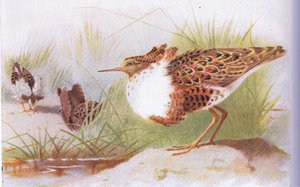 Combatientes y Reevos, de Aves de las Islas Británicas y Sus Huevos publicado por Frederick Warne & Co Ltd, 1958