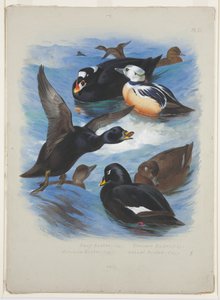 Patos y éider de Steller, c.1915 de Archibald Thorburn