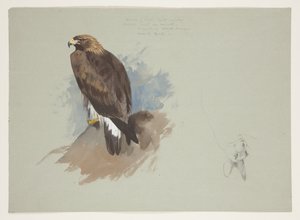 Águila marina y boceto a lápiz de conejo, c.1915