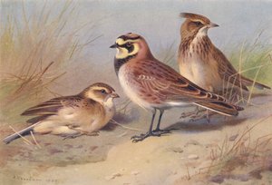Terrera común, Terrera marismeña, Cogujada montesina (litografía en color) de Archibald Thorburn