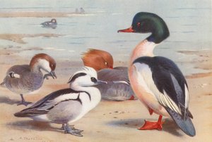 Smew (macho y hembra), Goosander (macho y hembra) (litografía en color)