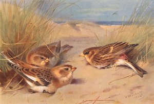 Snow-Bunting (invierno), Twite (litografía en color) de Archibald Thorburn