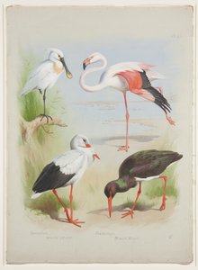 Espátula, flamenco y cigüeña, c.1915 (acuarela y gouache sobre lápiz en papel) de Archibald Thorburn