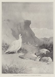 Temas deportivos, el hogar del lagópodo de Archibald Thorburn