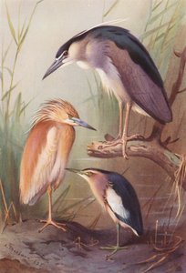 Garza real, Garza nocturna, Avetorillo común (litografía en color) de Archibald Thorburn