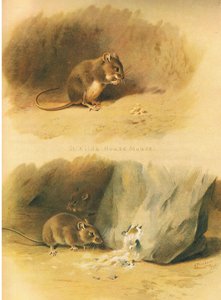 Ratón de la casa de St Kilda y ratón común, de los mamíferos de Thorburn publicado por Longmans and Co, c. 1920 de Archibald Thorburn