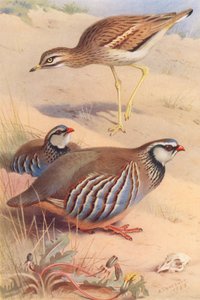 Alcaraván, perdiz roja (macho y hembra) (litografía en color) de Archibald Thorburn
