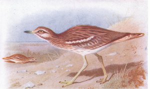 Alcaraván Común, de Aves de las Islas Británicas y Sus Huevos publicado por Frederick Warne & Co Ltd, 1958