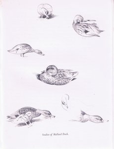 Estudios de patos reales