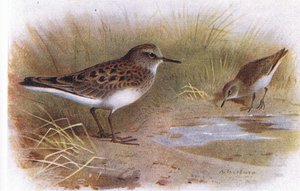 Correlimos de Temminck, de Aves de las Islas Británicas y Sus Huevos publicado por Frederick Warne & Co Ltd, 1958