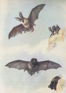 El Barbastelle de Archibald Thorburn