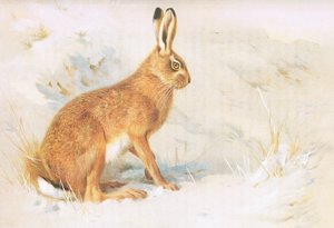 La liebre común, de los mamíferos de Thorburn publicado por Longmans and Co, c. 1920 de Archibald Thorburn