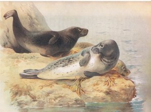 La foca gris, de los mamíferos de Thorburn publicado por Longmans and Co, c. 1920 de Archibald Thorburn