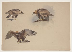 Tres pequeños bocetos de un águila real, c.1915 de Archibald Thorburn