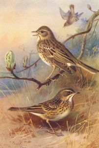Tree-Pipit, Meadow-Pipit (litografía en color) de Archibald Thorburn