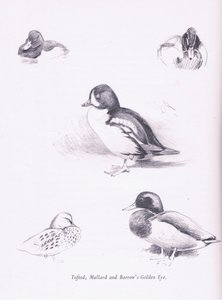 Patos copetudos, ánades reales, porrón osculado, 1938