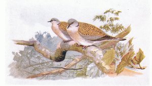 Tórtola Europea, de Aves de las Islas Británicas y Sus Huevos publicado por Frederick Warne & Co Ltd, 1958 de Archibald Thorburn