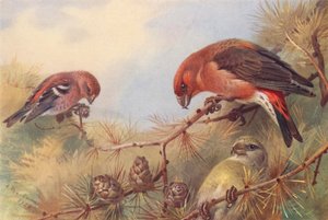 Piquituerto de dos barras, Piquituerto (macho y hembra) (litografía en color) de Archibald Thorburn