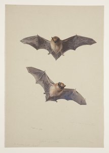 Murciélago bigotudo, c.1915 de Archibald Thorburn