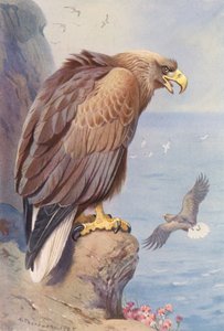 Águila de cola blanca (litografía en color)