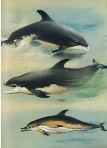 Delfín de pico blanco, delfín nariz de botella y delfín común, de los mamíferos de Thorburn publicado por Longmans and Co, c. 1920 de Archibald Thorburn