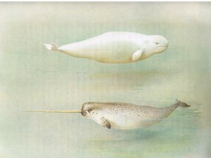 Ballena blanca y narval, de los mamíferos de Thorburn publicado por Longmans and Co, c. 1920