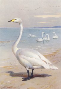 Cisne cantor (litografía en color) de Archibald Thorburn