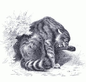 Gato salvaje, de los Mamíferos de Thorburn publicado por Longmans y Co, c. 1920