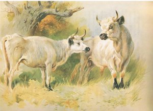Ganado salvaje de Archibald Thorburn
