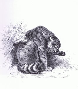 Gato montés, pub. por Book Club Associates de Archibald Thorburn