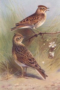 Wood-Lark, Sky-Lark (litografía en color) de Archibald Thorburn