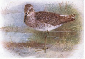 Andarríos bastardo, de Aves de las Islas Británicas y sus Huevos publicado por Frederick Warne & Co Ltd, 1958