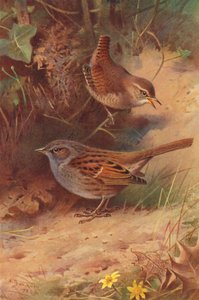Wren, Hedge-Sparrow (litografía en color)