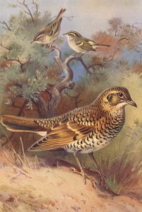 Curruca rabilarga, Carricero palustre, Zorzal aliblanco (litografía en color) de Archibald Thorburn