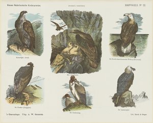 Aves de rapiña (título en el objeto)
Nuevos grabados infantiles holandeses (título de la serie en el objeto)
Grabados de Funke (título de la serie en el objeto) de Arie Willem Segboer