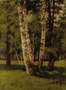 Árboles de abedul