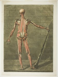 Vista posterior de Muscle Man, lámina nueve de Complete Anatomy Course