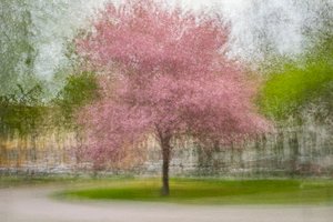 Árbol primaveral rosa difuminado de Arne Östlund