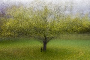 Árbol verde de ensueño