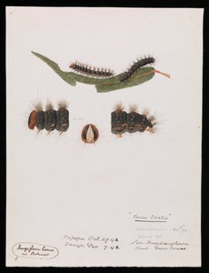 Oruga, Epicoma contristis, Teara tristis de Arthur Bartholomew