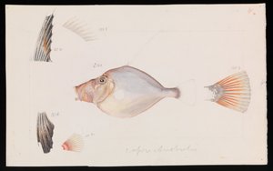 Dorado Plateado, Cyttus australis de Arthur Bartholomew