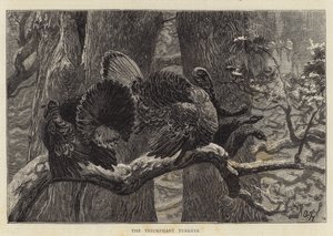 Los pavos triunfantes de Arthur Boyd Houghton